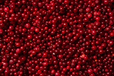 Sulu orman yaban mersini. Sulu yaban mersinlerinin kırmızı arkaplanı