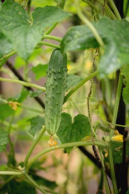Bahçe yatağında yetişen organik salatalık.