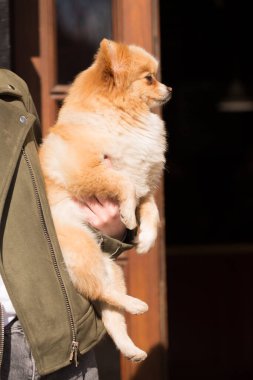 Bir insan kucağında küçük bir köpek tutuyor. Köpek bir Pomeranian..