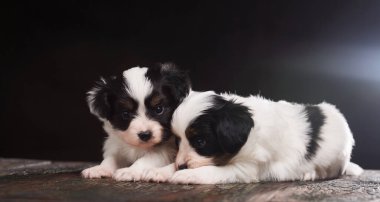 Tahta bir yüzeyde iki yavru köpek. Yavrular yüzlerini birbirlerine bastırdılar.