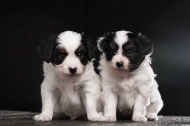İki köpek yavrusu bir çıkıntıda oturuyor ve kameraya bakıyor. Sahne sevimli ve eğlenceli.