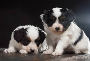 İki köpek yavrusu bir çıkıntıda oturuyor ve kameraya bakıyor. Sahne sevimli ve eğlenceli.