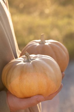 Bir insan elinde iki turuncu balkabağı tutuyor. Sahne bir tarlada, parlak güneş ışığında çekiliyor.