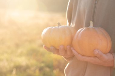 Bir insan elinde iki turuncu balkabağı tutuyor. Sahne bir tarlada, parlak güneş ışığında çekiliyor.