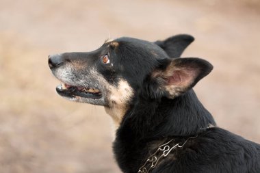 Siyah bir köpeğin ağzı, yakın plan, üst görüş.
