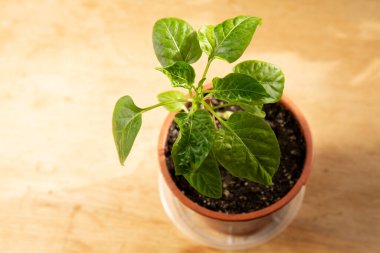 Tatlı biber bitkisi, tahtadan bir masanın üzerinde bir demlikte filizleniyor.