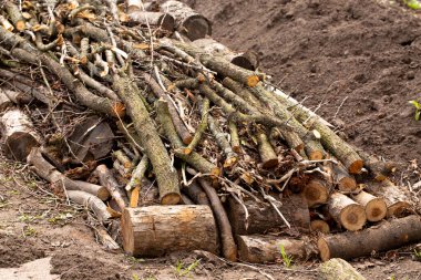 Üste tahta dalları olan permatüre prensiplere göre yüksek bir yatak inşa etmek. Bahçe konsepti
