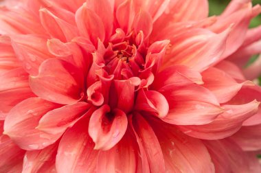Macro of pink dahlia flower. Beautiful pink daisy flower with pink petals. Chrysanthemum with vibrant petals. Floral close up. Pink aesthetic. Floral pattern. Autumn garden. Romance card, layout.