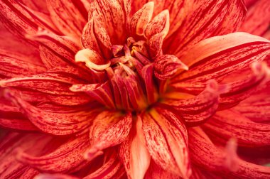 Macro of pink dahlia flower. Beautiful pink daisy flower with pink petals. Chrysanthemum with vibrant petals. Floral close up. Pink aesthetic. Floral pattern. Autumn garden. Romance card, layout.