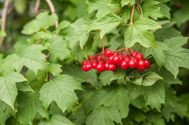 Close-up of beautiful red fruits of viburnum vulgaris. Guelder rose viburnum opulus berries and leaves in the summer outdoors. Red viburnum berries on a branch in the garden.