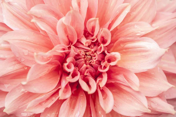 Macro Pink Dahlia Flower Beautiful Pink Daisy Flower Pink Petals — ストック写真