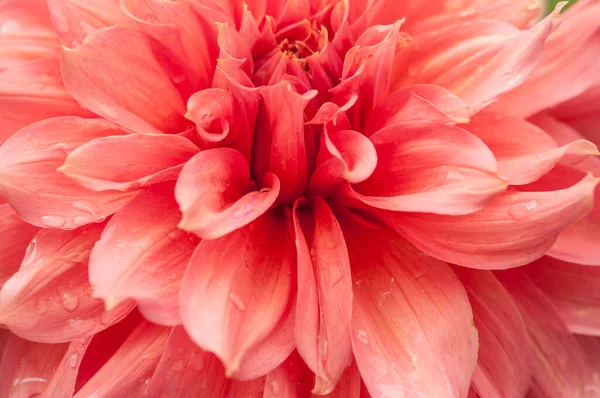 Macro Pink Dahlia Flower Beautiful Pink Daisy Flower Pink Petals — Φωτογραφία Αρχείου