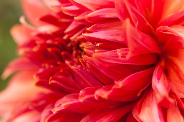 Macro Pink Dahlia Flower Beautiful Pink Daisy Flower Pink Petals — Stock Photo, Image
