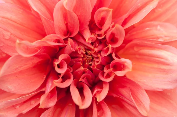 Макро Рожевої Квітки Далії Красива Рожева Рожева Квітка Рожевими Пелюстками — стокове фото