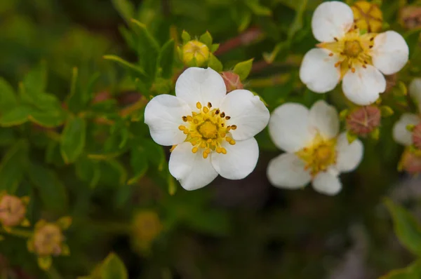 早春に 地面から白い一輪の花を咲かせます — ストック写真