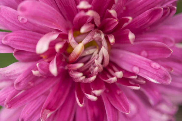 Close Bright Purple Violet Lilac Dahlia Bloom Formal Decorative Type — Φωτογραφία Αρχείου