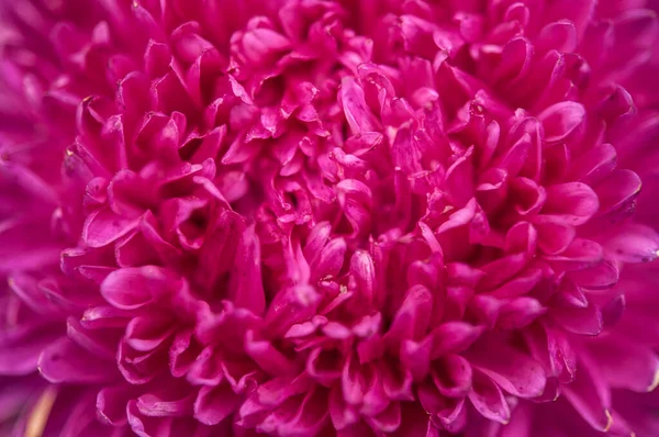 Крупним Планом Яскраво Фіолетове Фіолетове Бузкове Цвітіння Формальний Декоративний Тип — стокове фото