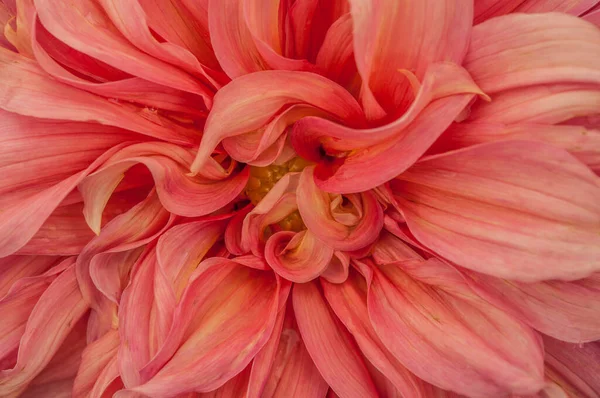 Macro Pink Dahlia Flower Beautiful Pink Daisy Flower Pink Petals — Stock Fotó