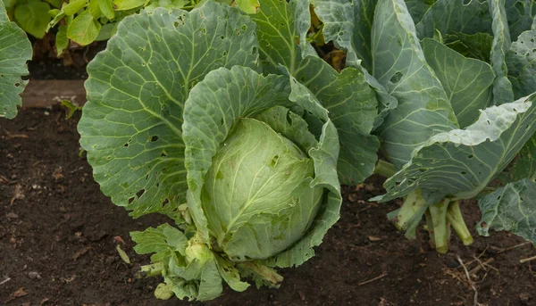 Background Cabbage Leaves Green Juicy Color Plant Big Fresh White — ストック写真