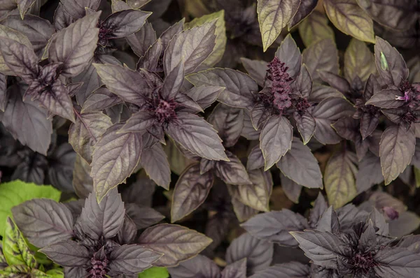 Basil Garden Bed Young Purple Basil Bush Grows Garden Spicy — Stock Fotó
