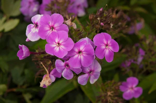 Beautiful Garden Purple Phlox Flower Phlox Paniculata Garden — Zdjęcie stockowe