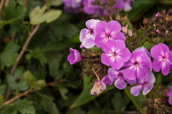 Beautiful Garden Purple Phlox Flower Phlox Paniculata Garden — ストック写真
