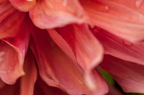 Macro Pink Dahlia Flower Beautiful Pink Daisy Flower Pink Petals — стоковое фото