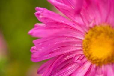 Close-up of a bright purple,violet,lilac dahlia bloom (formal decorative type) against a background of other dahlias and foliage,beautiful flowers,close-up,selective focus, copy space.