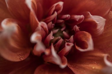 Macro of pink dahlia flower. Beautiful pink daisy flower with pink petals. Chrysanthemum with vibrant petals. Floral close up. Pink aesthetic. Floral pattern. Autumn garden. Romance card, layout.