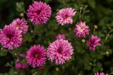 Close-up of a bright purple,violet,lilac dahlia bloom (formal decorative type) against a background of other dahlias and foliage,beautiful flowers,close-up,selective focus, copy space.