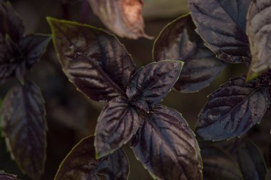 Basil on the garden bed. A young purple basil bush grows outside in the garden. spicy herbs. Crop and vegetable growing. Healthy vegetables, spices. close-up