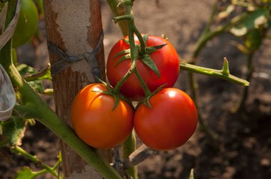 Brushes with ripe tomatoes on a branch, on a plant bush. Growing and caring for tomatoes in the garden.