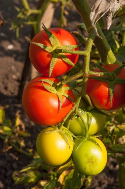 Brushes with ripe tomatoes on a branch, on a plant bush. Growing and caring for tomatoes in the garden.