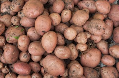 Çiftlikler büyür. Tarlada taze organik patates hasat ediyorum. Patates, çukur yatak çamurunda yatıyor. Güneş parlıyor. Çiftçilik. Tarım.