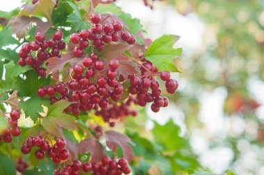 Viburnum vulgaris 'in güzel kırmızı meyvelerinin yakın çekimi. Guelder gülü viburnum opulus meyveleri ve yaprakları yazın açık havada. Bahçedeki bir dalda kırmızı viburnum üzümü.