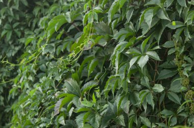 Asma yeşili yapraklarla kaplı bir duvar. Tırmanma tesisinden doğal arka plan. Dikey bahçe