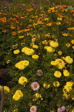 Parkta renkli çiçek tarhı. Gün doğumu.