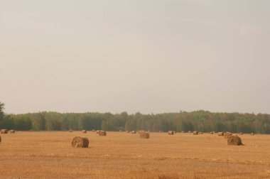 Yazın sonunda saman balyalarıyla güzel bir manzara.