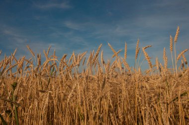 Sıcak bir yaz gününde altın buğday kulaklı bir tarla