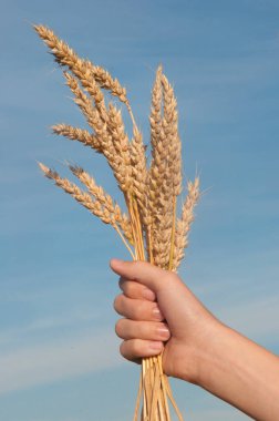 Çiftçinin elleri yakın çekim günbatımı zamanı buğday kulaklarında