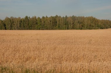 Sıcak bir yaz gününde altın buğday kulaklı bir tarla