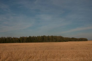 Sıcak bir yaz gününde altın buğday kulaklı bir tarla