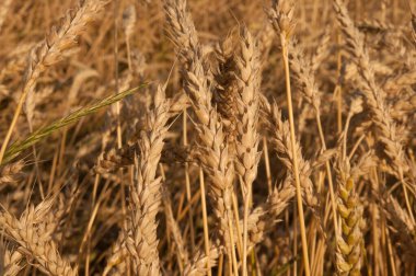 Sıcak bir yaz gününde altın buğday kulaklı bir tarla