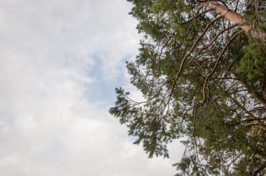 Gökyüzündeki yeşil ağaçlar ve bulutlar, aşağıdan yukarıya bakıyor.