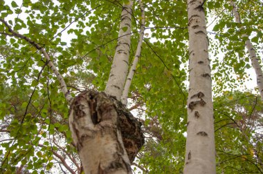 Sonbahar orman doğası. Renkli bir ormanda canlı bir sabah. Ağaçların arasından güneş ışınları geçiyor. Güneş ışığıyla doğanın manzarası