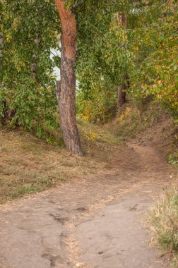Sonbahar orman yolunda sonbahar yaprakları.