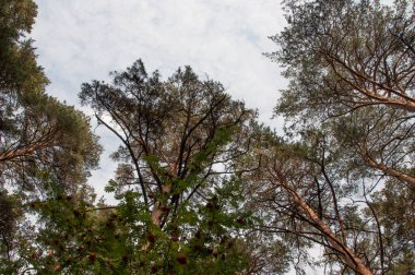 Gökyüzündeki yeşil ağaçlar ve bulutlar, aşağıdan yukarıya bakıyor.