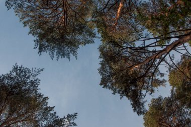 Gökyüzündeki yeşil ağaçlar ve bulutlar, aşağıdan yukarıya bakıyor.