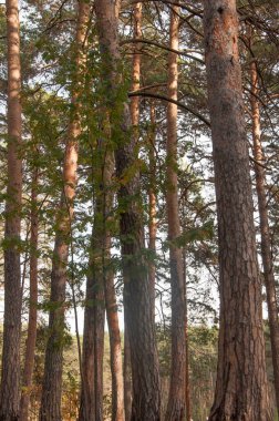 Sonbahar orman doğası. Renkli bir ormanda canlı bir sabah. Ağaçların arasından güneş ışınları geçiyor. Güneş ışığıyla doğanın manzarası