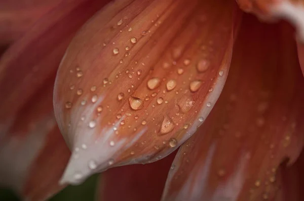 Макро Рожевої Квітки Далії Красива Рожева Рожева Квітка Рожевими Пелюстками — стокове фото